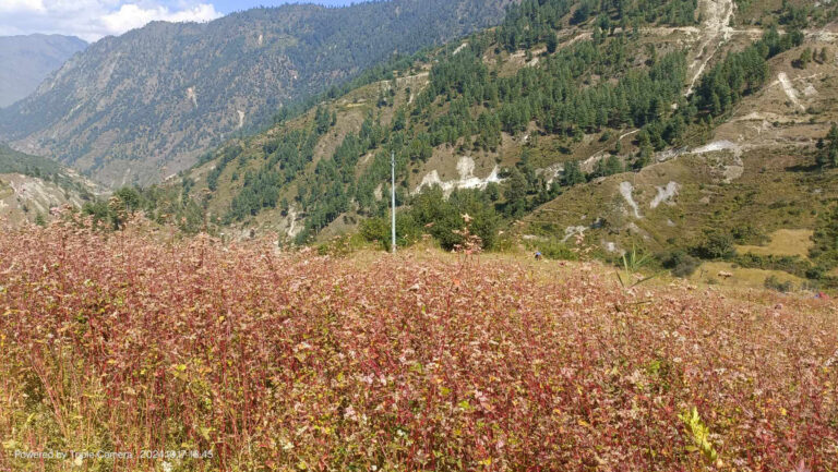 Sweet buckwheat on the verge of extinction in Mugu