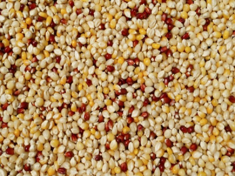 Regular millet consumption can combat anaemia: Study