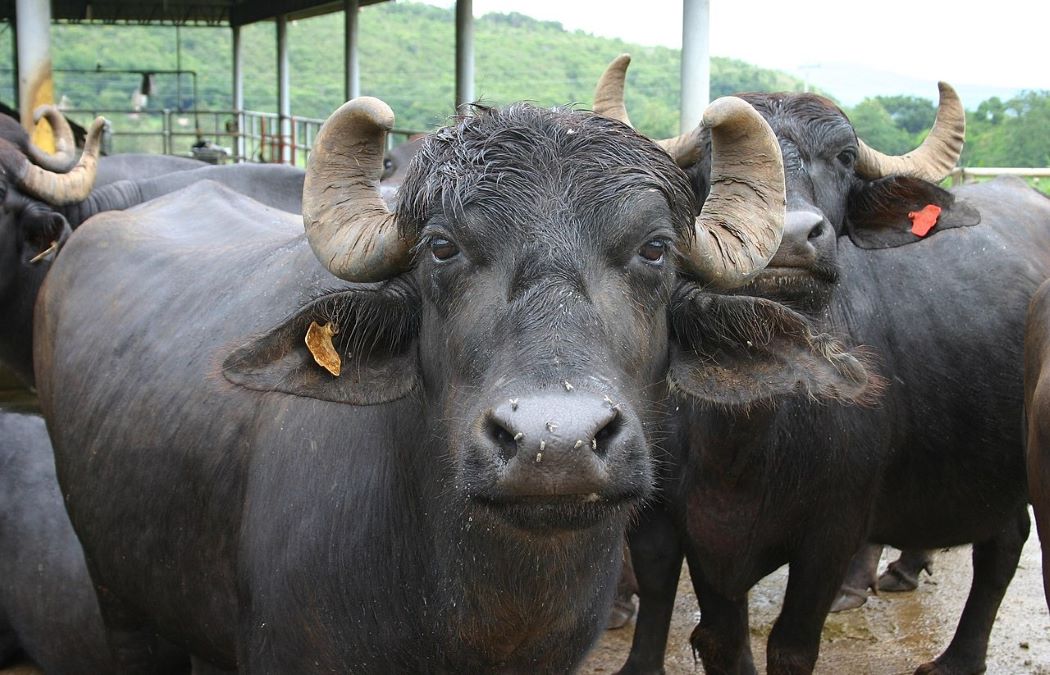 Ratnanagar Municipality distributes buffaloes in grant