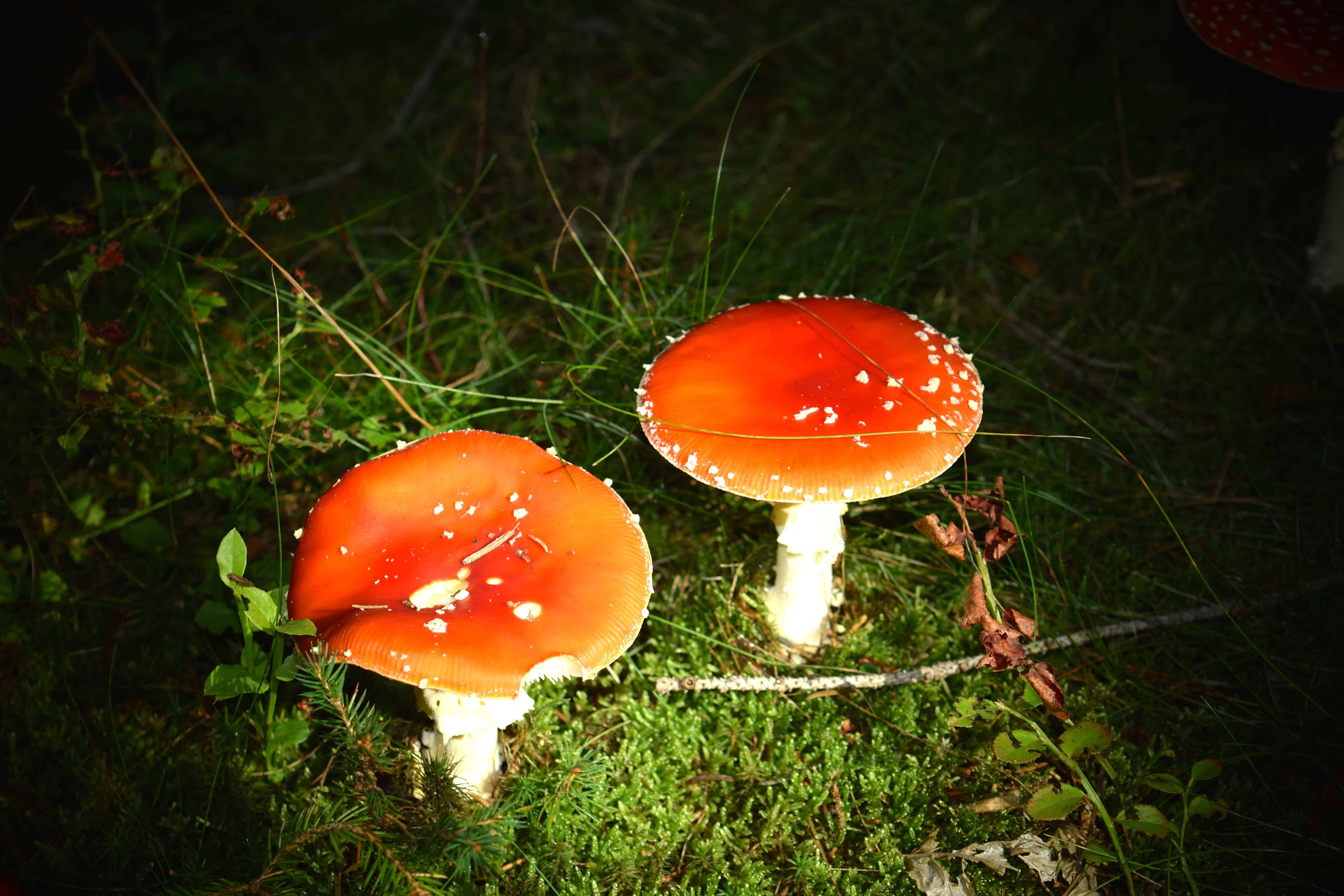 Five taken ill after consuming wild mushroom