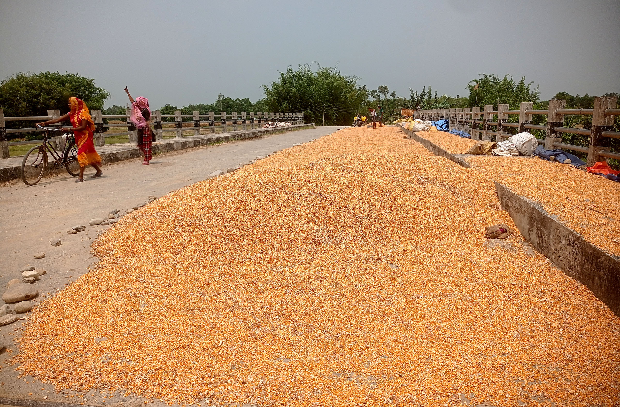 Dried corn on the bridge