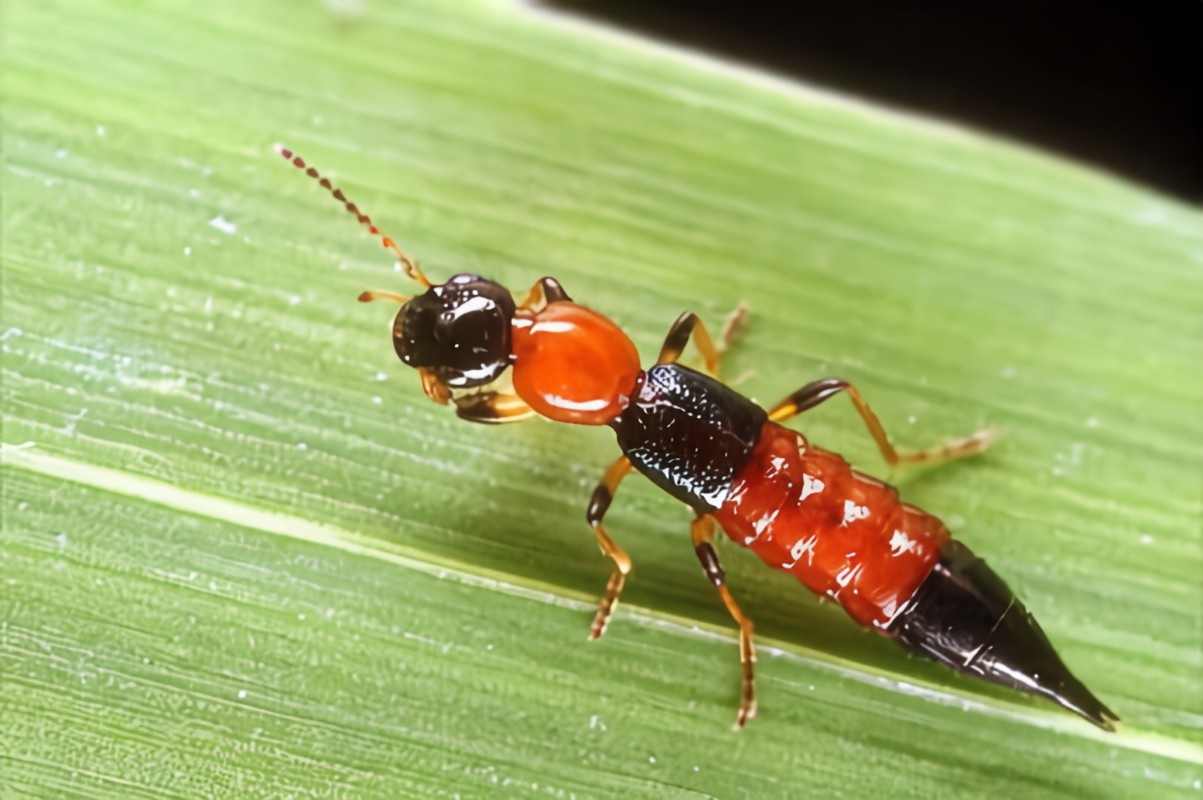 Nairobi fly infection detected in Ilam