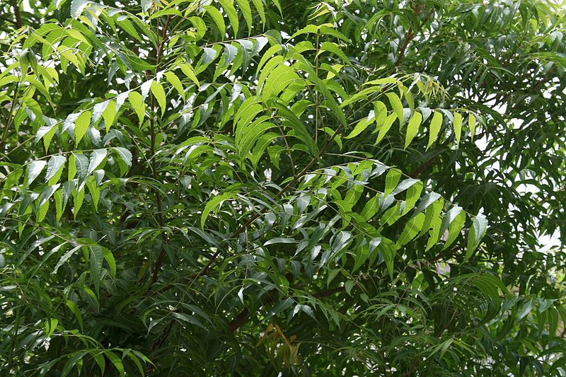 Bark of Neem tree can protect against COVID: Study