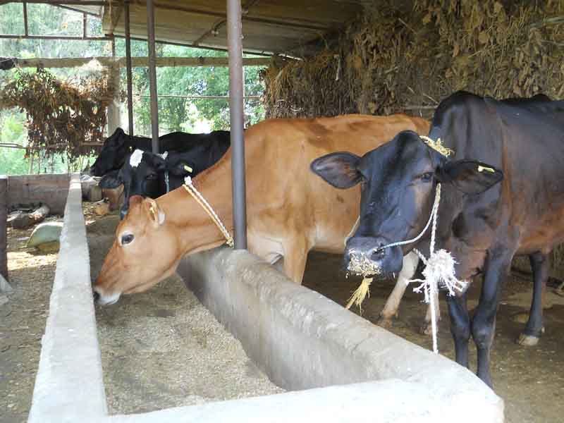 Nepal nearing self-reliance in milk production