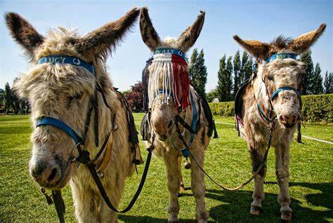 World Donkey Day being observed in Nepal