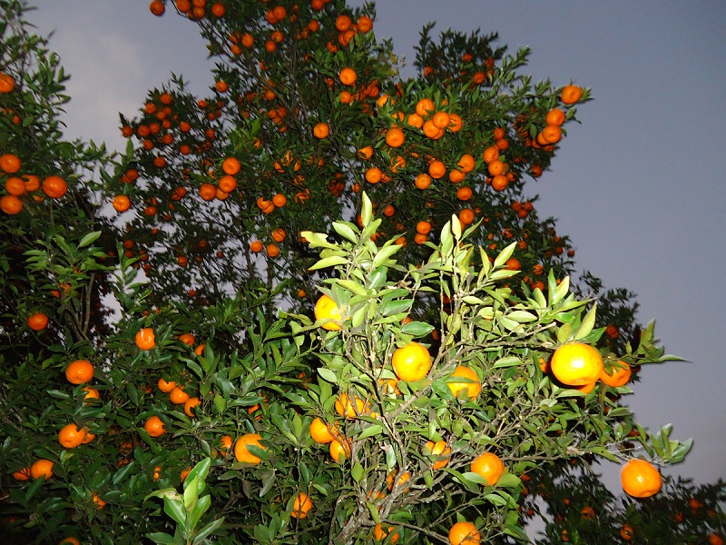 Increase in orange production in Bhojpur