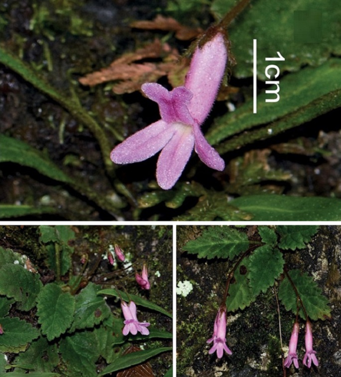 Scientists find new plant species