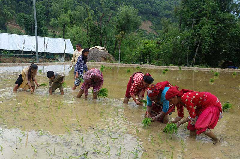 Paddy plantation in Bagmati Province is 88% only