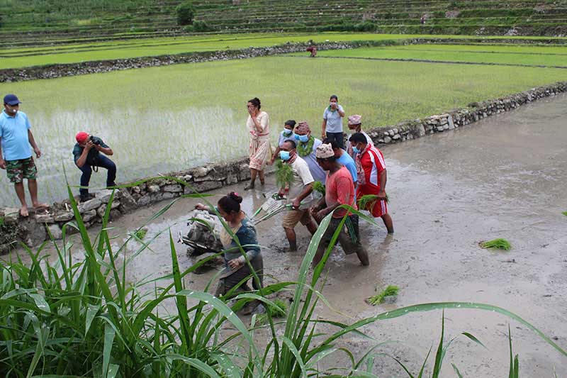 Paddy production in Palpa increases