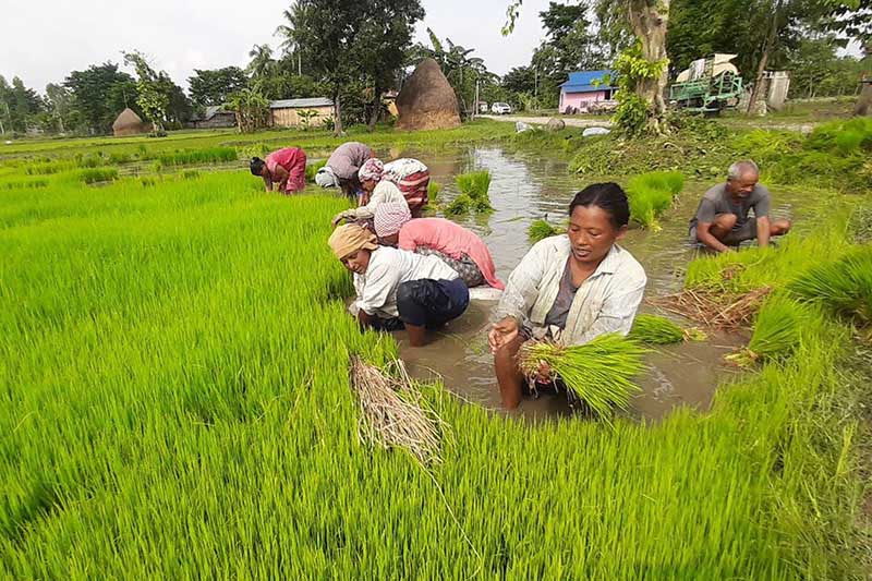 Cent percent paddy transplantation in 24 districts