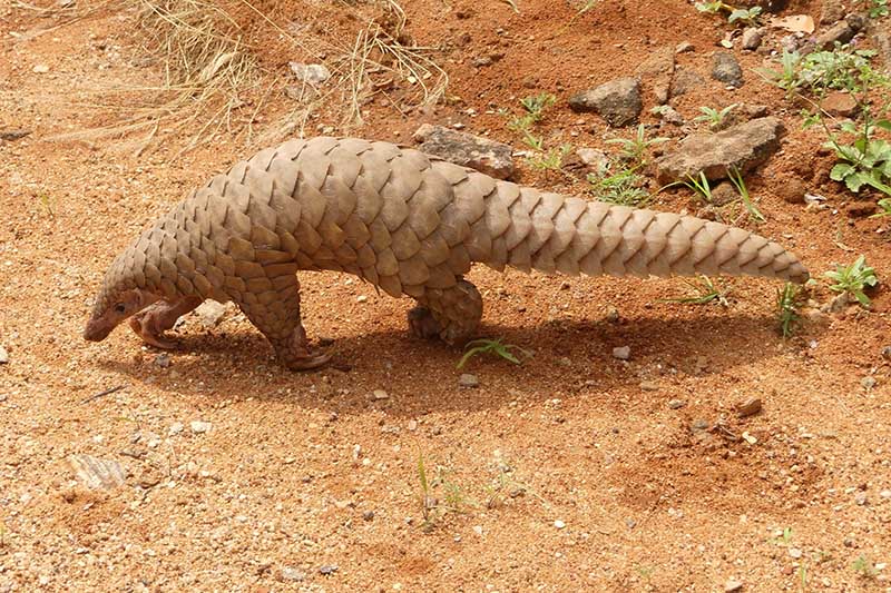 Rare ‘Tame’ pangolin species found in Gorkha