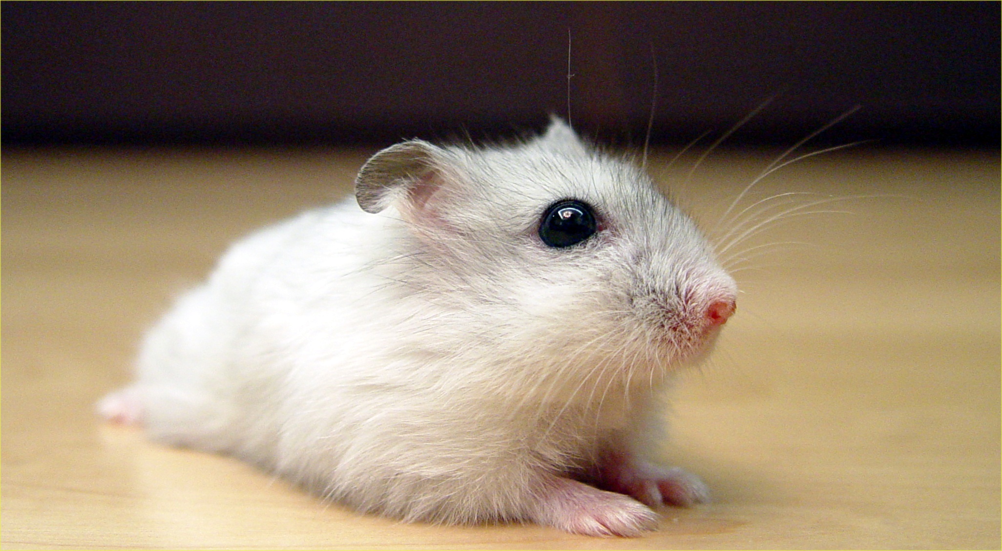 Nine hamster samples test positive for COVID-19