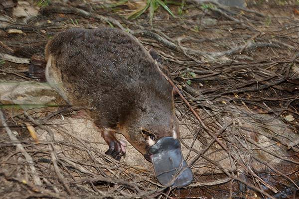 Bushfires and Rain Drive Platypuses Away