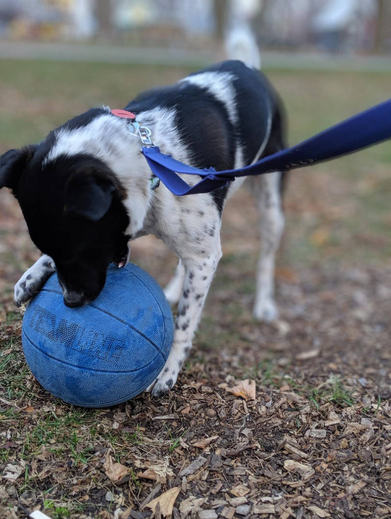 Helping stray dogs find homes