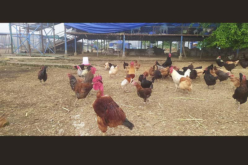 Poultry products manufacturing industry established