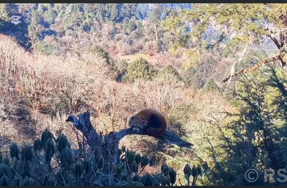 Red Panda sighted at Muna of Myagdi