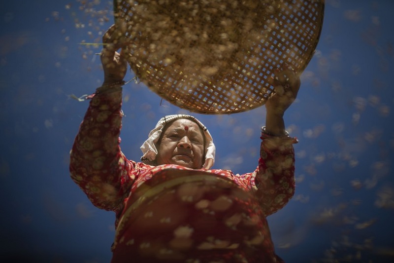 Rice harvest in Lalitpur amid unseasonal rainfalls