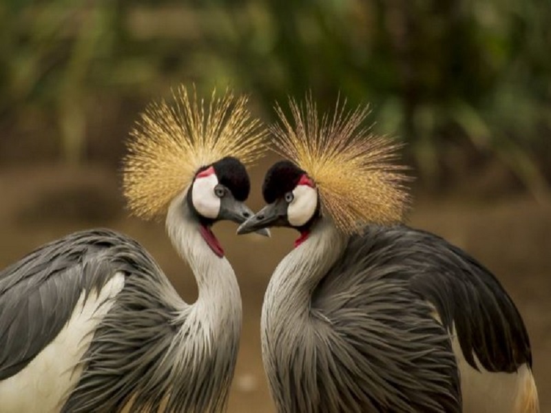 Birds, mammals evolve faster where land has risen most: Study