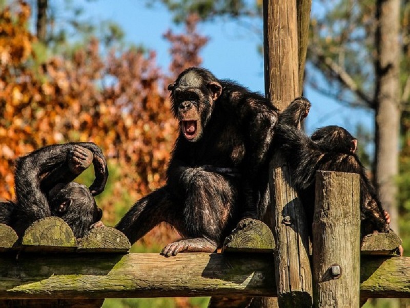 Researchers find prehistoric primates had sweet tooth