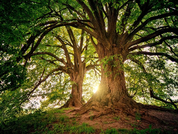 Trees are biggest methane ‘vents’ in wetland areas: Study