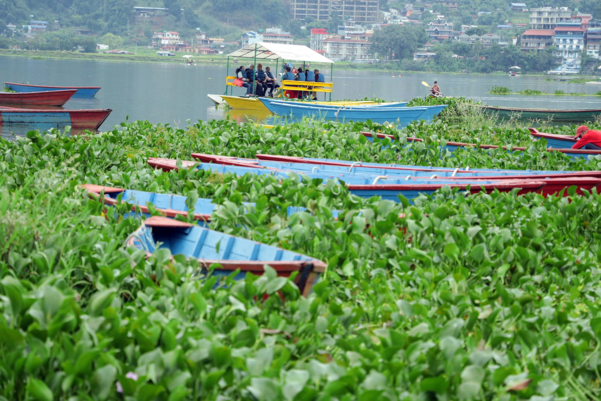 Pokhara starts Fewa lake cleaning