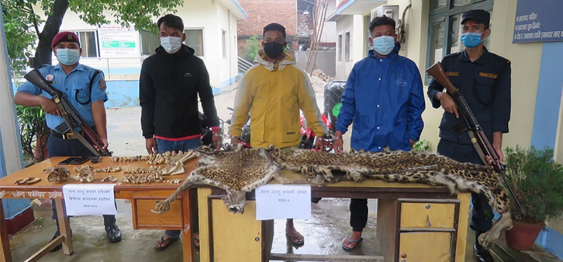 Three held with tiger body parts in Tanahun