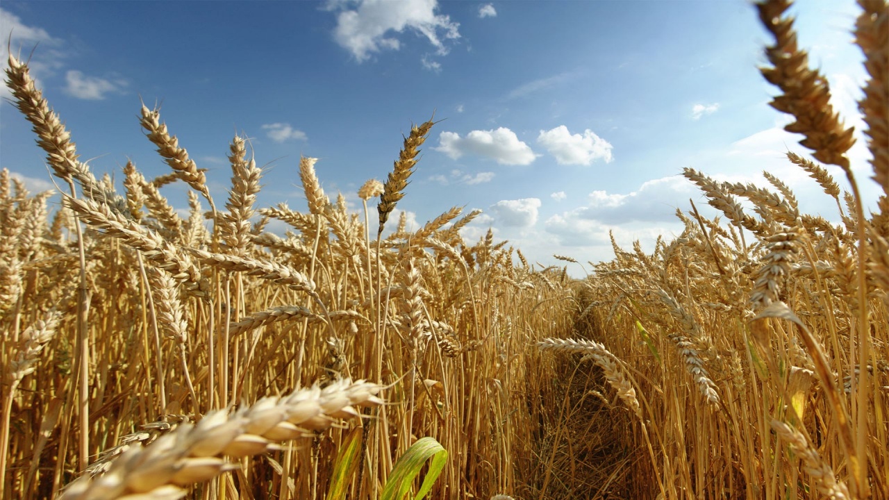 Second-grain shipment docks at Ukrainian port for loading