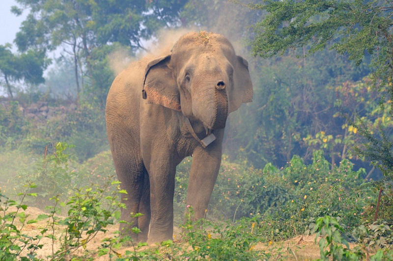 Old man dies after being attacked by a wild elephant