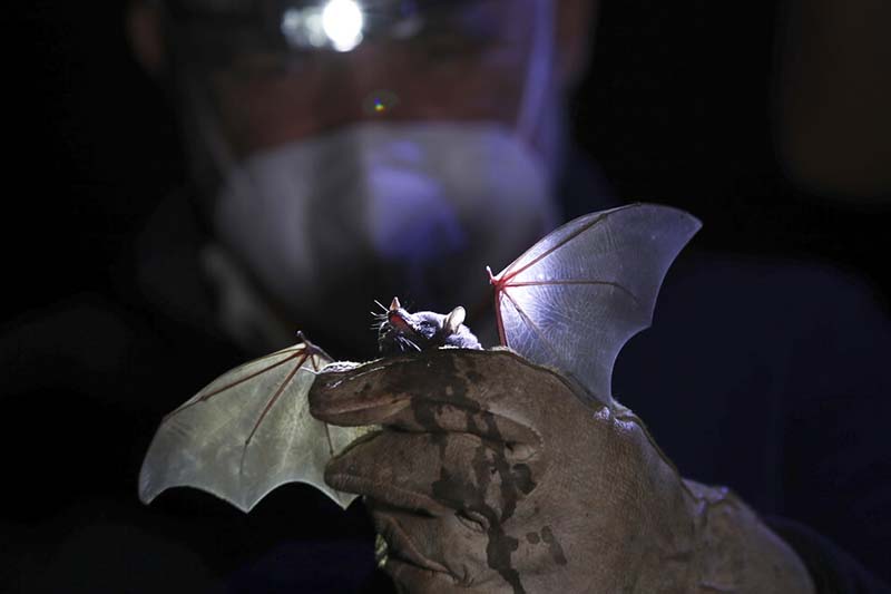 New study reveals how bats evolved to avoid cancer