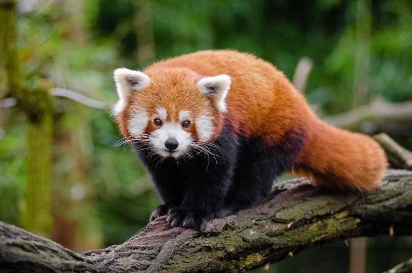 Four arrested with red panda skin