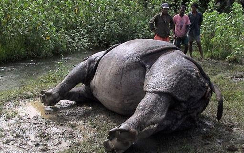 Rhino Found Dead in Chitwan National Park