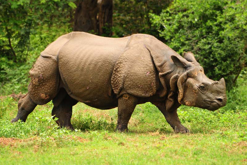 Male rhino found dead in Chitwan