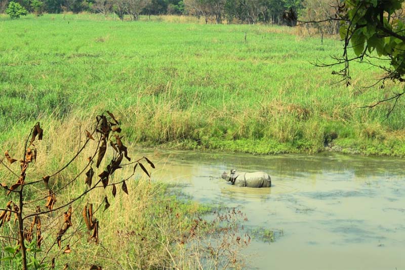 Jungle safari opens for public in Shuklaphanta