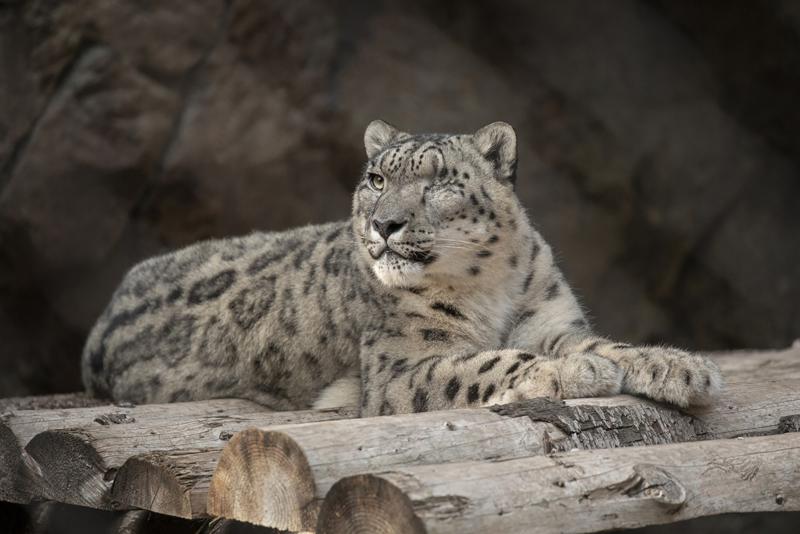 Shey-Phoksundo National Park records 90 snow leopards