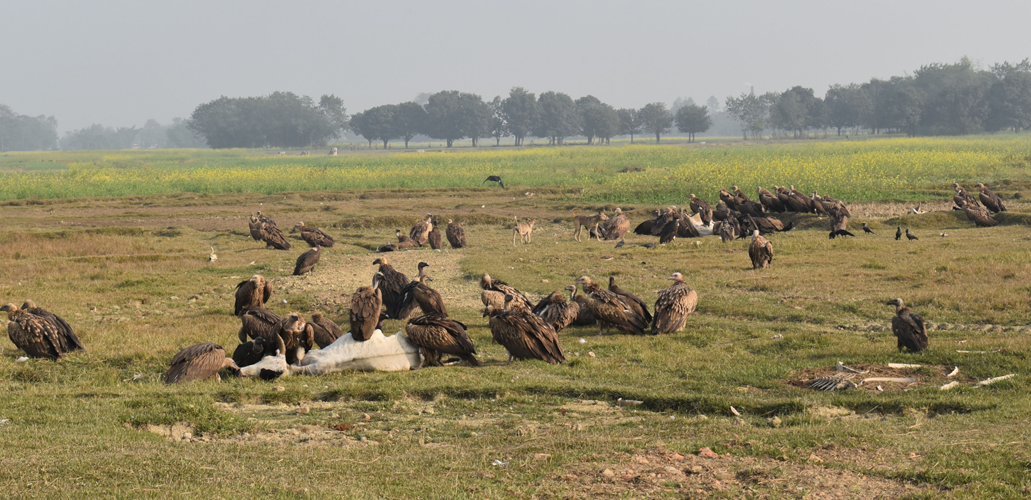 Vultures feeding on