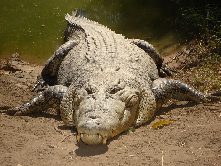 72 crocodiles were released in three rivers