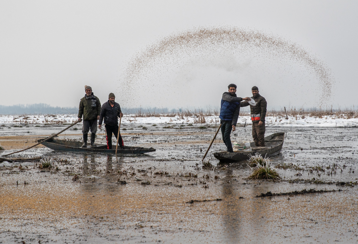 Wildlife officials feed birds in freezing Kashmir