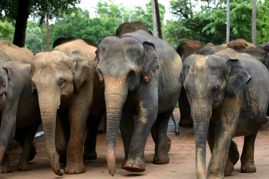 Sri Lanka to conduct countrywide elephant census this year