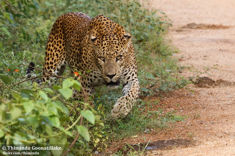 Mother braves leopard to save her son