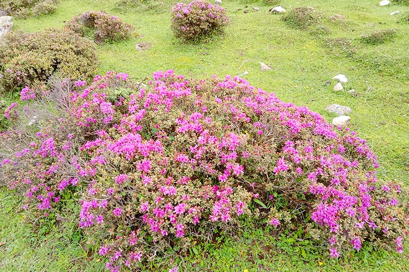 Rhododendron Azaleas bloom in Taplejung