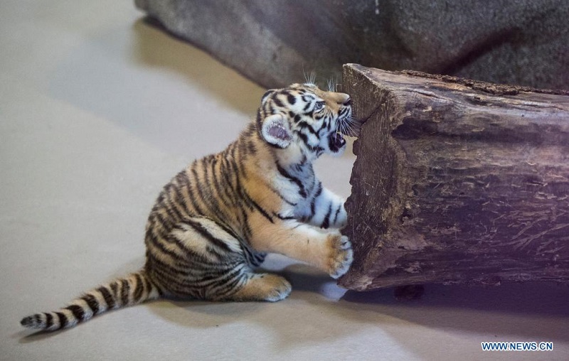 In pics: female Siberian tiger cub at Toronto Zoo