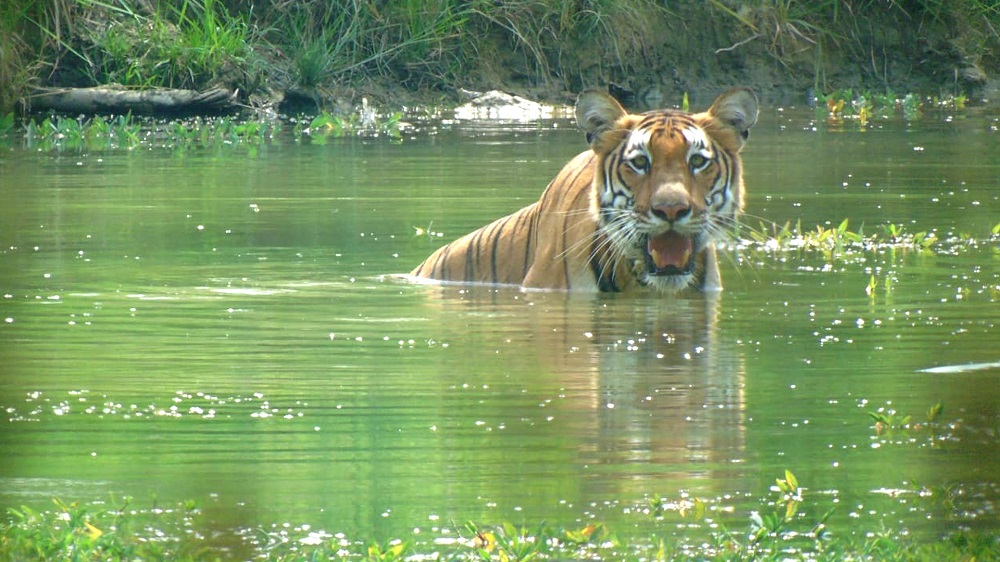 22 rhinos, 3 tigers die in the past 11 months in Chitwan National Park