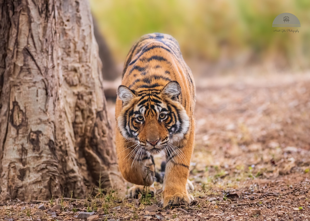 Elderly dies in tiger attack in Bardiya