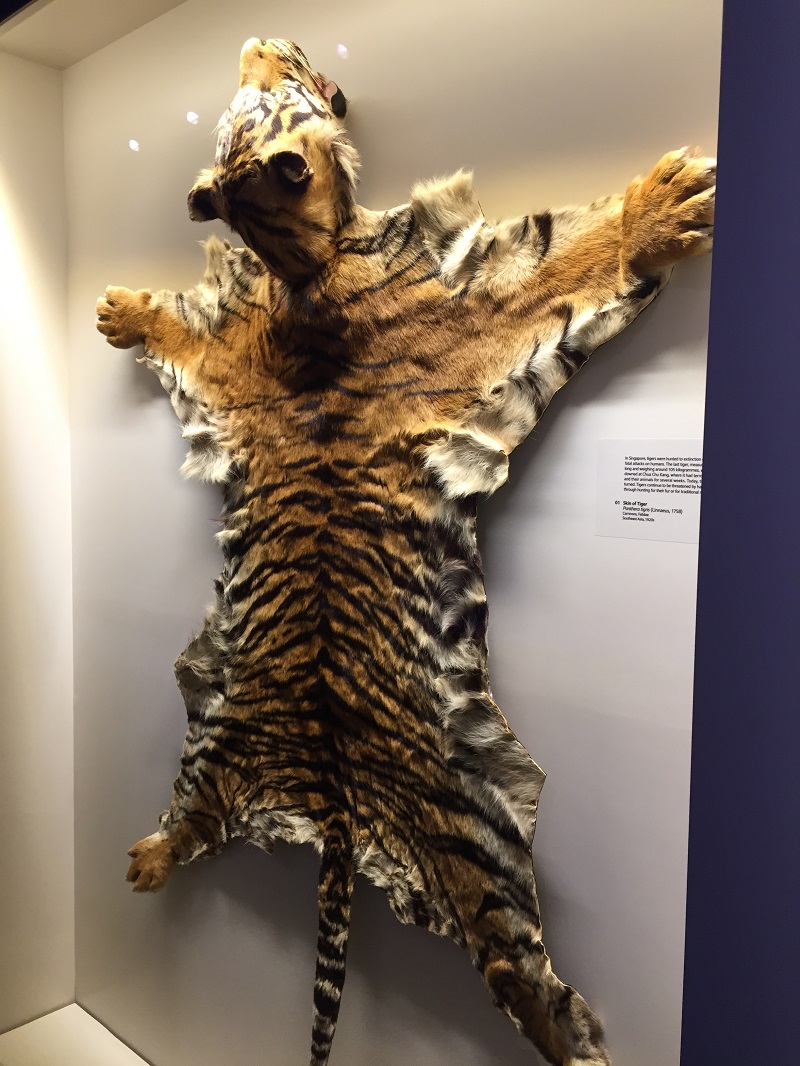 Two arrested with tiger skin