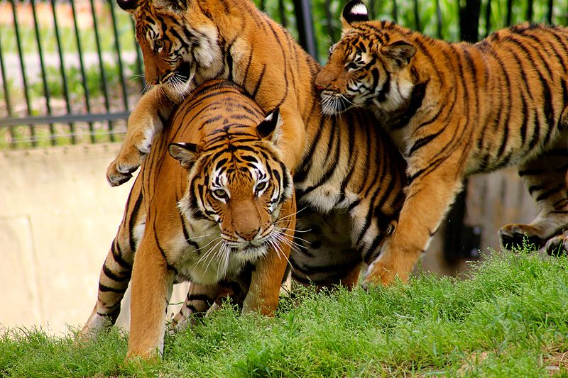 Tiger census to be held at once in Chitwan, Parsa