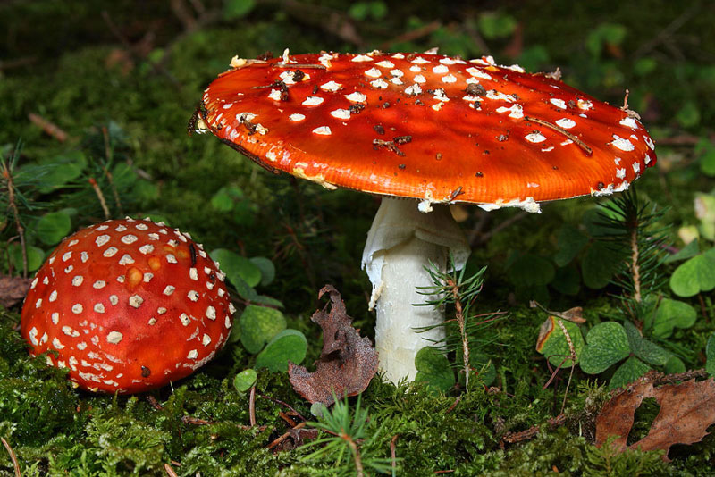 Two die after consuming poisonous mushroom