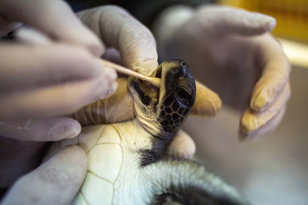 In Israel, mayo provides miracle for endangered turtles