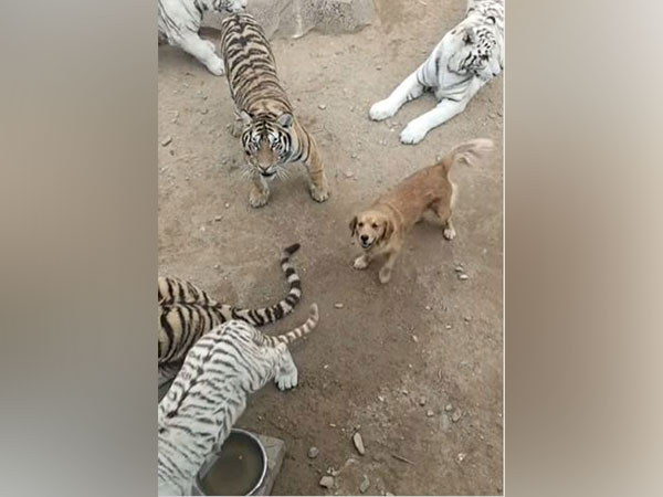 Ever seen a dog roaming among tigers fearlessly?