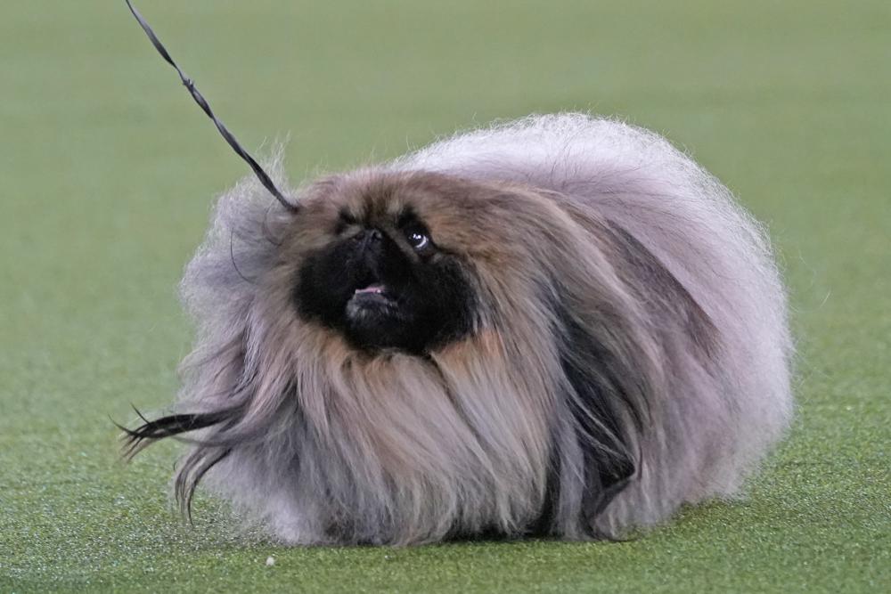 Top dog! Pekingese named Wasabi wins Westminster show