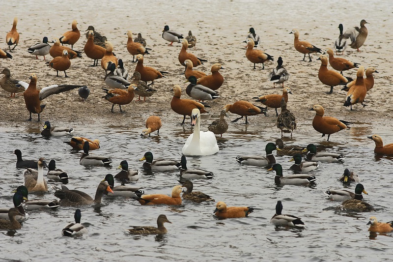 Bird census begins in Chitwan